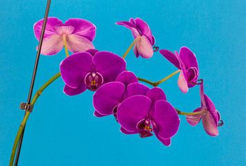 Fototapeta na wymiar orchid on a blue background