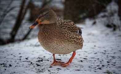 Duck in winter