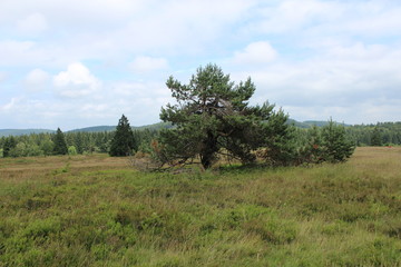 Obraz premium Kiefer - pine - Pinus silvestris - Hochheide