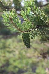 Kiefer - pine - Pinus silvestris - grüner Zapfen