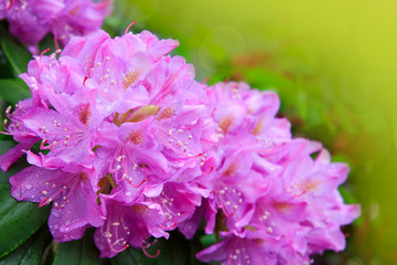 Beautiful pink Rhododendron.