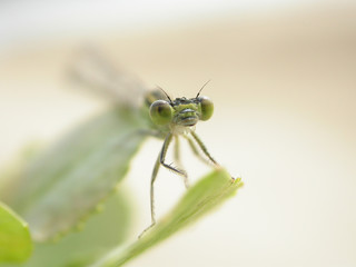 Close-up of a green dragonfly on a leaf with a blurry background