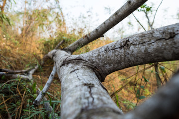 The remains of dried dead trees with fungus in the wild, autumn season on blur background