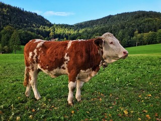 Fototapeta na wymiar Cow in the Alps