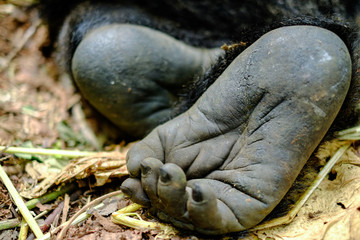 Close up of mountain gorilla foot.