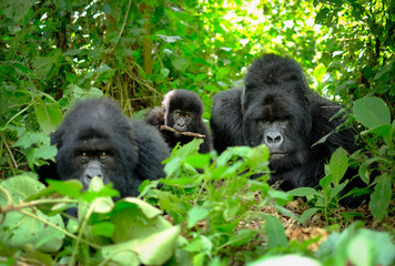 Family of mountain gorillas with a baby gorilla and a silverback posing for picture in Rwanda. - obrazy, fototapety, plakaty