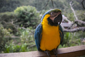 Blue and yellow macaw in Yungas, Bolivia