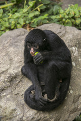 Black faced spider monkey in Yungas, Bolivia