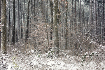 winter forest landscape 