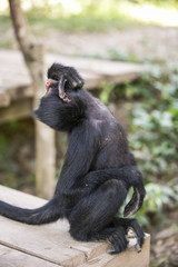 Black faced spider monkey in Yungas, Bolivia