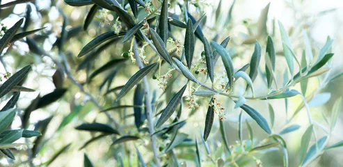 Photo sur Aluminium Olivier olive tree