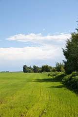 поле молодой пшеницы весной