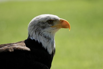Obraz premium Adler, Weißkopfadler, Porträt vor grünem Hintergrund