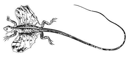 Fototapeta premium Flugdrache - Draco - flying lizard - flying dragon - gliding lizard