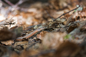  Slow Worm moving through fallen leaves