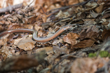 Fototapeta premium Slow Worm moving through fallen leaves