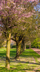 Fototapeta na wymiar Cherry tree blossom. Beautiful nature scene with blooming tree