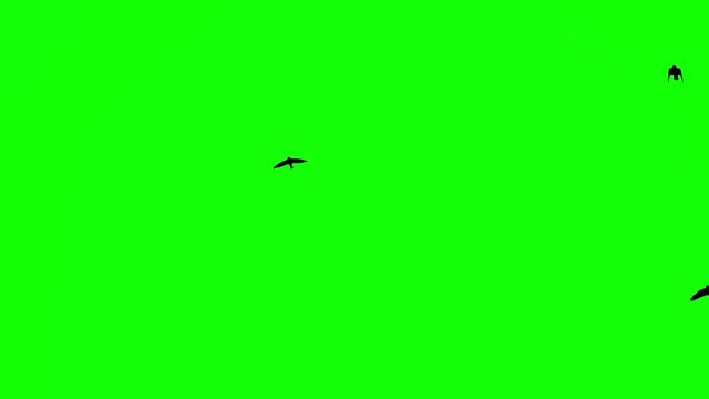 Black birds fly up at top on green screen background