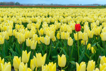 A lone red tulip stands among a blooming tulip field, The Netherlands