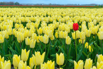 Fototapeta premium A lone red tulip stands among a blooming tulip field, The Netherlands