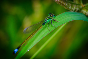 Dragonfly on leaf