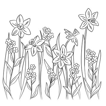 vector contour daffodil narcissus forget-me-not flowers
