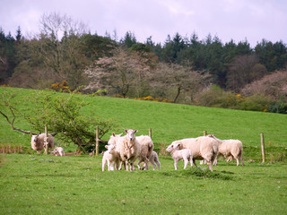 Obraz na płótnie Canvas Sheep with their young lambs in a green field in springtime in the English countryside. Livestock, hill farming.