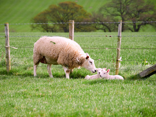 Sheep with their young lambs in a green field in springtime in the English countryside. Livestock,...