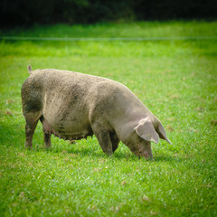 Pig farm. pigs in field. Healthy pig on meadow