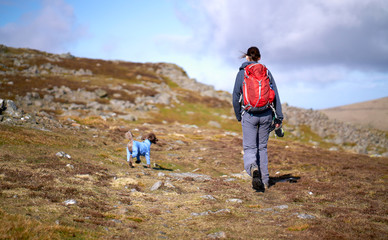 A hiker and their dog approaching the summit of Carrock Fell in the Caldbeck Fells, English Lake District, UK.