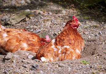 Hens lying in the sun having a dust bath on farmland in the English countryside on a summers day.