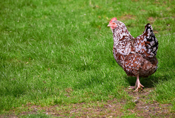 A free range hen in green pastures in the English countryside on a summers day.