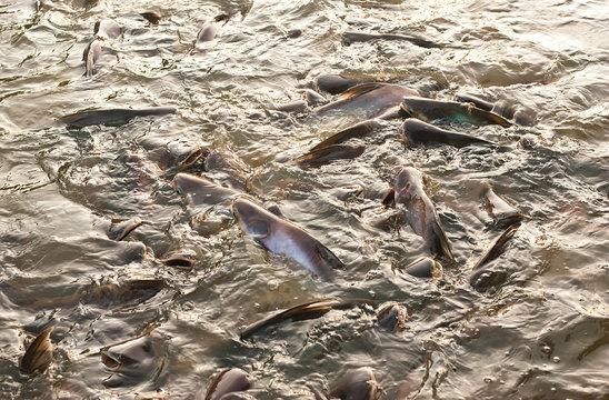 Walking catfish or clarias batrachus fish eating food in the asia river.
