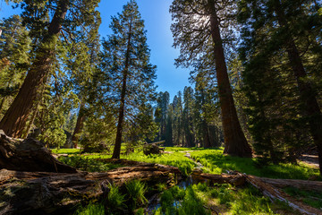 Beautiful scenery on the Big Trees Trail in Sequoia National Park where are the biggest trees of the world, California. USA.