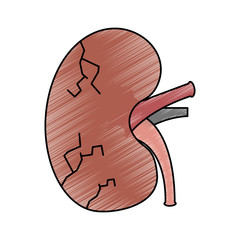 sick human kidney organ veins part icon vector illustration drawing design