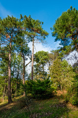 Fototapeta na wymiar pine forest. Natural Green Pine forest