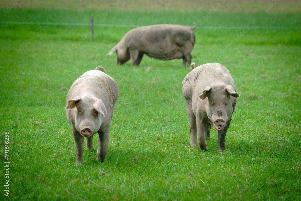 Wall mural pig portrait. pig at pig farm