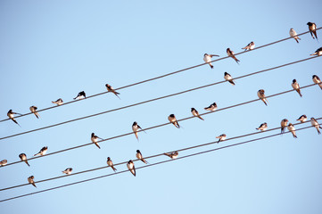 Swallow on tha cable