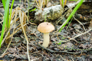 Brown mushroom