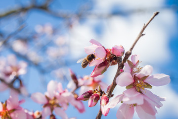 Abeille de Printemps