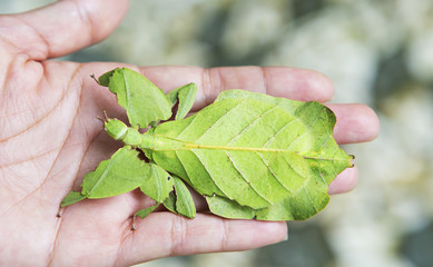 Листовидные насекомые Leaf-Insect