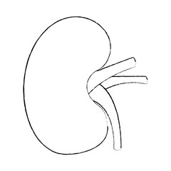 human kidney organ part healthy vector illustration sketch design