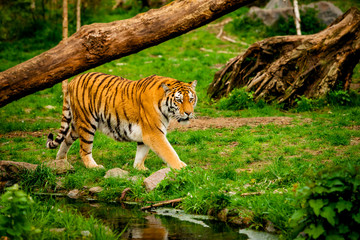 Tiger in forest. Tiger portrait