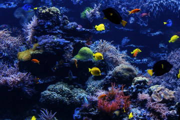 tropical Fish on a coral reef. Underwater coral fish