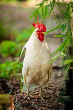 beautiful  rooster. white rooster
