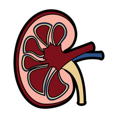 kidney section artery and vein anatomy human vector illustration 
