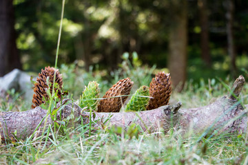 Spruce cones
