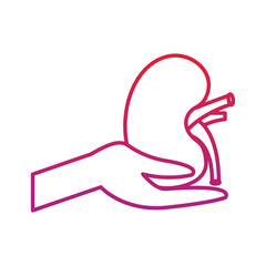 hand hold human kidney healthcare concept vector illustration red degraded line color