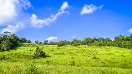 Fototapeta na wymiar A filed of Green grass and trees with blue cloud sky background