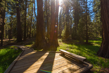 Beautiful scenery on the Big Trees Trail in Sequoia National Park where are the biggest trees of the world, California. USA.